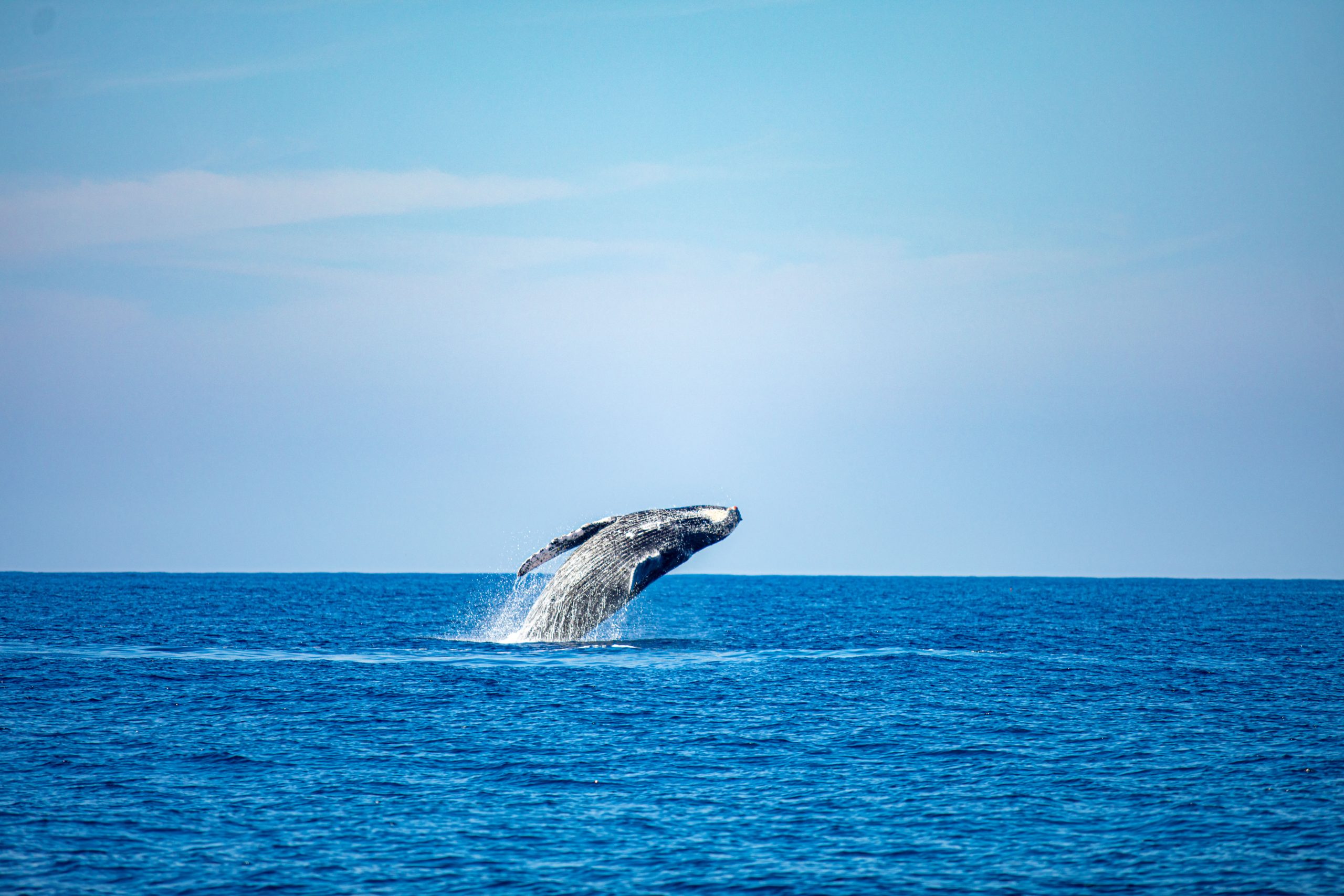 Whale Watching - Image 3
