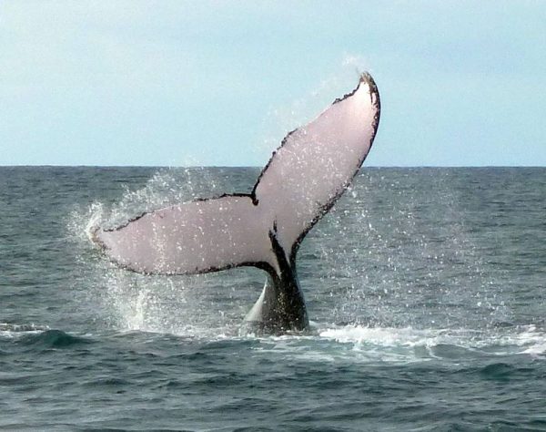 Whale Watching - Image 4