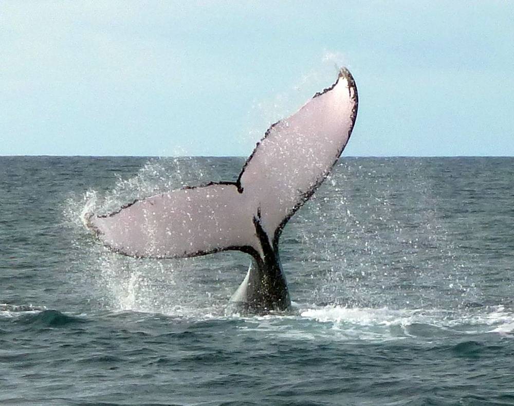 Whale Watching - Image 4