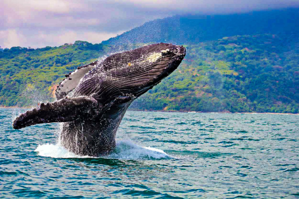 Whale Watching - Image 2